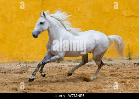 Lusitano Pferd, graue Hengst Galopp, Portugal Stockfoto