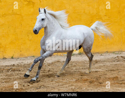 Lusitano Pferd, graue Hengst Galopp, Portugal Stockfoto