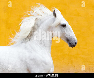 Lusitano Pferd, graue Hengst Galopp, Portugal Stockfoto