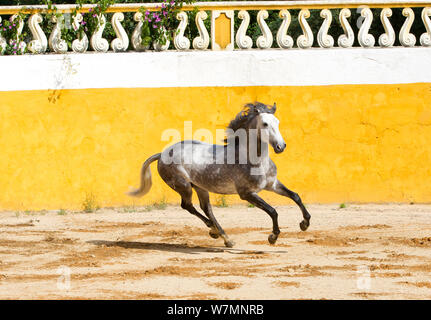 Lusitano Pferd, graue Hengst Galopp, Portugal Stockfoto