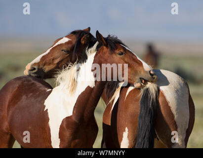 Wilde Pferde/Mustangs, zwei pintos, gegenseitige Fellpflege, McCullough Peaks, Wyoming, USA Stockfoto