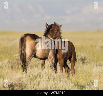 Wilde Pferde/Mustangs, zwei gegenseitige Fellpflege, McCullough Peaks, Wyoming, USA Stockfoto