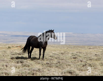 Mustangs/Wilde Pferde, schwarzen Hengst, Great Basin, Wyoming, USA Teilen Stockfoto