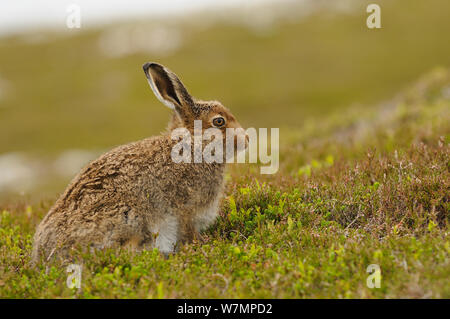 Schneehase (Lepus timidus) leveret. Cairngorms National Park, Schottland, Juli. Stockfoto