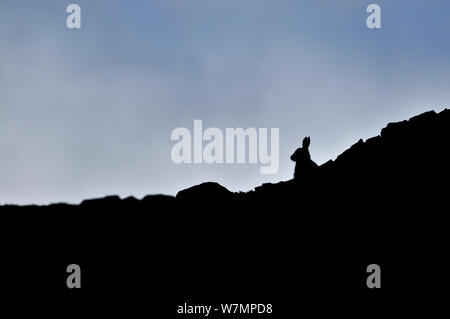 Schneehase (Lepus timidus) Silhouette. Cairngorms National Park, Schottland, Juli. Stockfoto