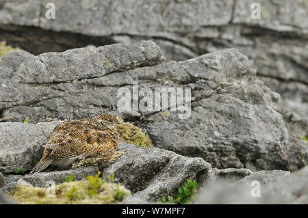 Alpenschneehuhn (Lagopus mutus) Küken im Sommer Gefieder, gegen Felsen getarnt. Cairngorms National Park, Schottland, Juli. Stockfoto