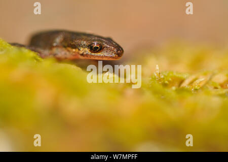 Palmate Newt (Lissotriton/Triturus helveticus) auf Flechten. Sutherland, Schottland, Juni. Stockfoto