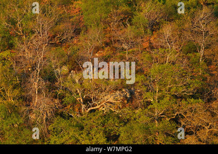 Eine Mischung aus Birke (Betula pendula) und Trauben-eiche (Quercus pontica) Wälder, Teil der atlantischen Eichenwälder, Sunart, Schottland, Mai. Stockfoto