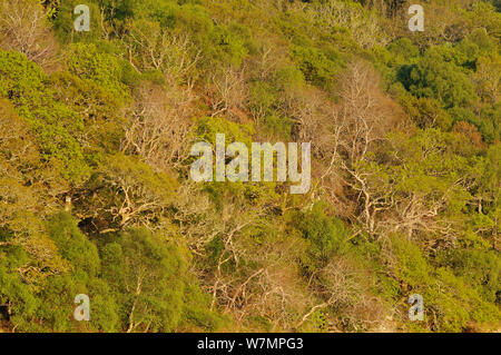 Eine Mischung aus Birke (Betula pendula) und Trauben-eiche (Quercus pontica) Wälder, Teil der atlantischen Eichenwälder, Sunart, Schottland, Mai. Stockfoto