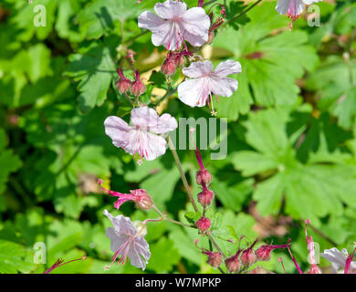 Geranium x cantabrigiense 'Biokovo' Stockfoto