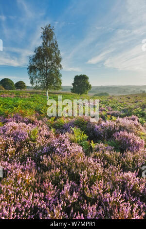 Blick über New Forest Heide Ling (Calluna vulgaris) und Glockenheide (Erica cinerea). Fritham Kreuz, New Forest National Park, Hampshire, England, UK, August. Stockfoto