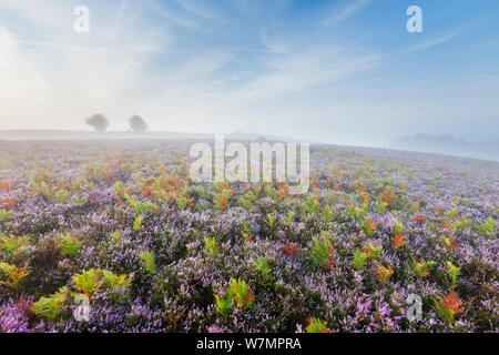 Blick über New Forest Heide im Nebel in der Dämmerung mit Ling (Calluna vulgaris) und Glockenheide (Erica cinerea). Vereley Hill, Burley, New Forest National Park, Hampshire, England, UK, August. Stockfoto