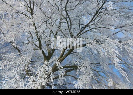 Rauhreif Beschichtung Zweige der Buche (Fagus sylvatica). West Woods, Compton Abbas, Dorset, England, UK, Dezember. Stockfoto