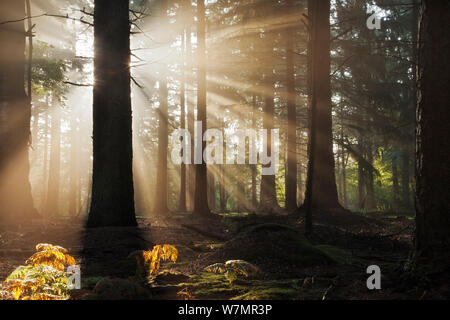 Dämmerung in Bolderwood mit Nebel und Sonnenstrahlen. New Forest National Park, Hampshire, England, UK, September. Wussten Sie schon? 90% Der neue Wald wird noch durch die Krone. Stockfoto