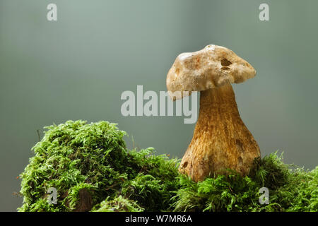 Cep (Boletus edulis). Lewesdon Hill, Dorset, England, Großbritannien, Oktober. Stockfoto