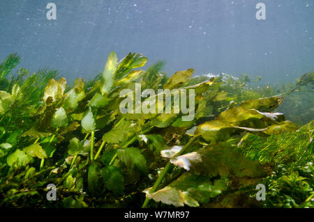 Wasserpflanzen in Fluss Itchen: Fool's - Wasser - kresse (Apium nodiflorum), und Strom Wasser - Hahnenfuß (Ranunculus penicillatus subsp. pseudofluitans) Ovington, Hampshire, England, Mai. Stockfoto