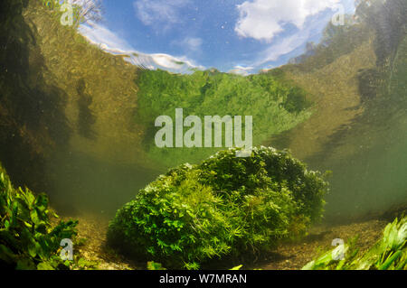 Fluss Itchen, mit Wasserpflanzen in der Oberfläche reflektiert. Stumpf - grossfrüchtige Wasser - starwort (Callitriche obtusangula). Ovington, Hampshire, England, Mai. Stockfoto