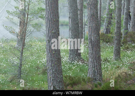 Abernethy Wald NNR im Morgengrauen Nebel. Cairngorm National Park, Schottland, Vereinigtes Königreich, Juni 2011. Stockfoto