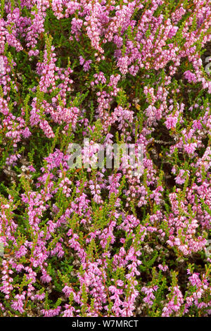 In der Nähe von Heide/Ling (Calluna vulgaris) in voller Blüte. Abernethy NNR, Cairngorms National Park, Schottland, UK, September. Stockfoto