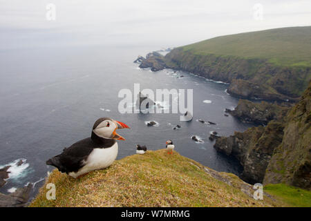 Papageitaucher (Fratercula Artica) Erwachsene auf Zucht Klippen. Hermaness NNR, Shetland, UK, Juni. Stockfoto