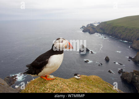 Papageitaucher (Fratercula Artica) Erwachsene auf Zucht Klippen. Hermaness NNR, Shetland, UK, Juni. Stockfoto