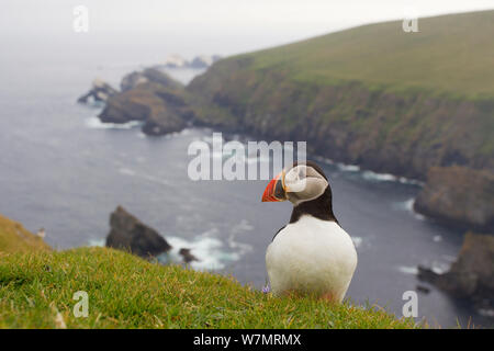 Papageitaucher (Fratercula Artica) Erwachsene auf Zucht Klippen. Hermaness NNR, Shetland, UK, Juni. Stockfoto