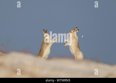 Schneehasen (Lepus timidus) Boxing im Winter. Cairngorms National Park, Schottland, UK, Januar. Nicht FÜR DEN VERKAUF IN ITALIEN BIS ZUM 31. DEZEMBER 2013 Stockfoto