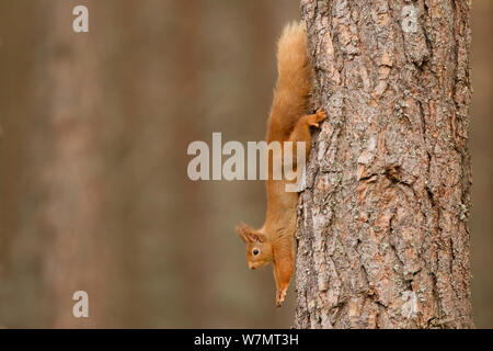 Eichhörnchen (Sciurus vulgaris) Stretching auf Scots Pine Tree Trunk, Cairngorms National Park, Schottland, März 2012. Stockfoto