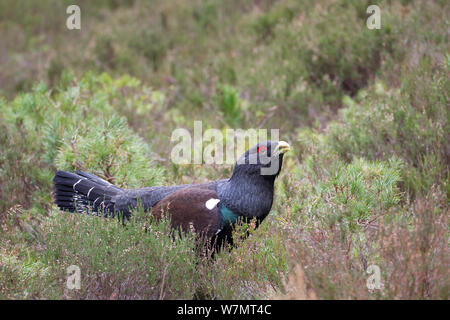 Männliche Auerhahn (Tetrao urogallus) Fütterung in einem Pinienwald, Cairngorms National Park, Schottland, März 2012. Stockfoto