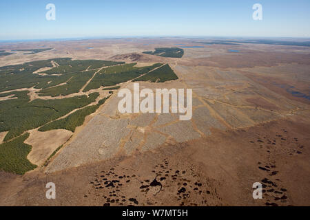 Luftaufnahme von Blöcken der Forstwirtschaft Plantage auf Decke gepflanzt bog, mit Bereichen der Auslichten, Forsinard, Caithness, Schottland, UK, Mai. Stockfoto