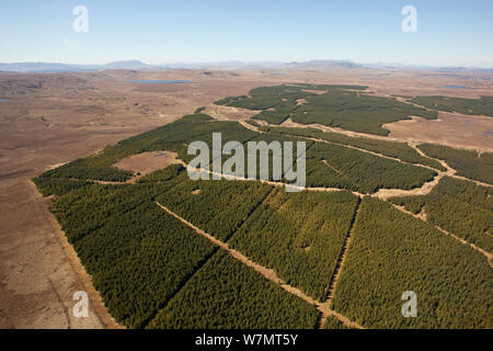 Luftaufnahme der Blöcke der Forstwirtschaft Plantage gepflanzt auf Decke Moor, Forsinard, Caithness, Schottland, UK, Mai. Stockfoto