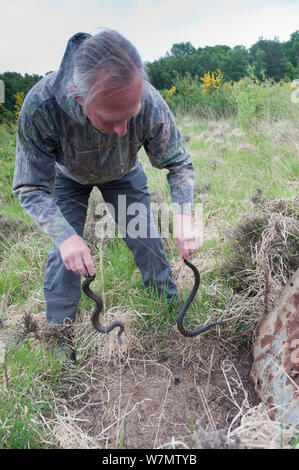 Lokaler Bewohner Roy Peters Holding zwei Addierer (Vipera berus) unter Blatt Wellblech gefunden, Caesar's Camp, Fleet, Hampshire, England, UK, Mai 2011. Model Released. Stockfoto