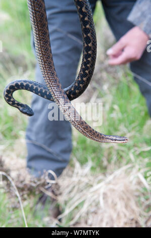 Lokaler Bewohner Roy Peters Holding zwei Addierer (Vipera berus) Weiblich Männlich im Vordergrund hinter, Caesar's Camp, Fleet, Hampshire, England, UK, Mai 2011. Model Released. Stockfoto