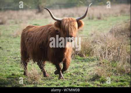 Highland Cattle, Foxlease und Ancells Wiesen SSSI, Hampshire, England, UK, März. Stockfoto