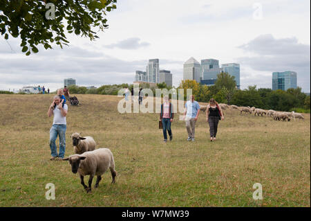 Menschen zu Fuß durch städtische Schafe auf der Weide mit inländischen Schafe (Ovis aries), Mudchute Farm, Isle of Dogs, London, UK, August Stockfoto