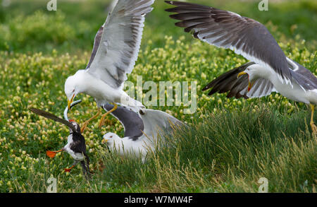 Weniger schwarz-zurück-Möwen (Larus fuscus) Diebstahl der Fische von resistenten Papageitaucher (Fratercula arctica) Rückkehr zum Nest Fuchsbau auf Heften Insel, Farne Islands, Northumberland, Juni 2010. Stockfoto