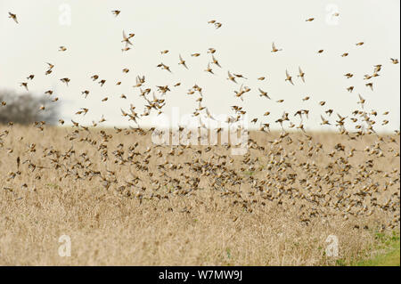 Herde Hänflinge (Carduelis cannabina) fliegen nach der Fütterung auf Erhaltung des Ernteguts für Ackerland Vögel gewachsen, elmley Naturschutzgebiet, Kent, England, UK, Februar. Stockfoto