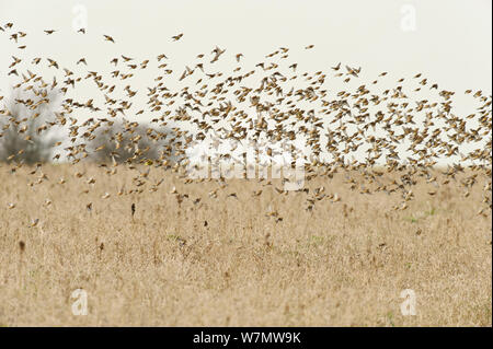 Herde Hänflinge (Carduelis cannabina) fliegen nach der Fütterung auf Erhaltung des Ernteguts für Ackerland Vögel gewachsen, elmley Naturschutzgebiet, Kent, England, UK, Februar. Stockfoto