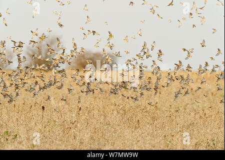 Herde Hänflinge (Carduelis cannabina) fliegen nach der Fütterung auf Erhaltung des Ernteguts für Ackerland Vögel gewachsen, elmley Naturschutzgebiet, Kent, England, UK, Februar. Stockfoto