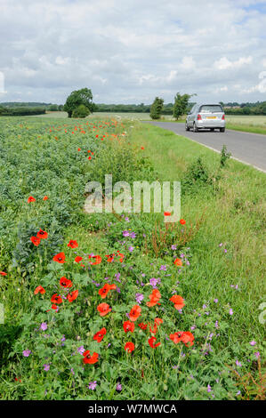 Gemeinsame Mohn (Papaver rhoeas) und Gemeinsame Malve (Malva Sylvestris) Wachsende am Straßenrand steht, Kent, England, UK, März. Stockfoto