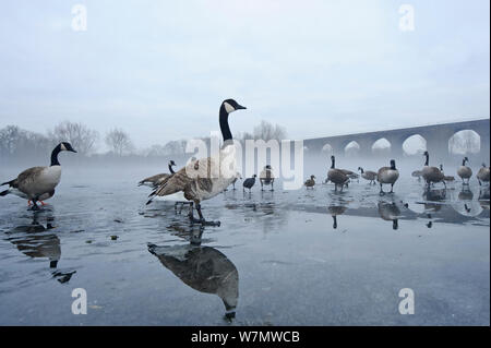 Kanadagänse (Branta canadensis) auf gefrorenen See, rötlich Vale, Manchester, England, UK, Dezember, Stockfoto