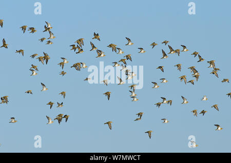 Herde der Goldregenpfeifer (Pluvialis apricaria) im Flug, Oare Sümpfe, Kent, England, UK, September. Stockfoto