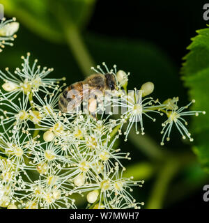 Eine Makroaufnahme eines Honey Bee Pollen sammeln von einem klettern Hortensien blühen. Stockfoto