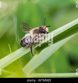 Eine Makroaufnahme eines Blattes Cutter Bee ruht auf einem blumenstengel. Stockfoto