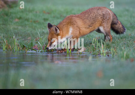 Red Fox (Vulpes vulpes) anfahren Teich mit Vorsicht, Großbritannien, Februar Stockfoto