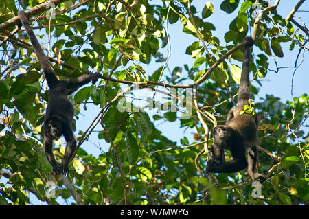 Mantled Brüllaffen (Alouatta palliata aequatorialis) Ernährung im Baum, Schwänze, Soberania Nationalpark, Panama Stockfoto