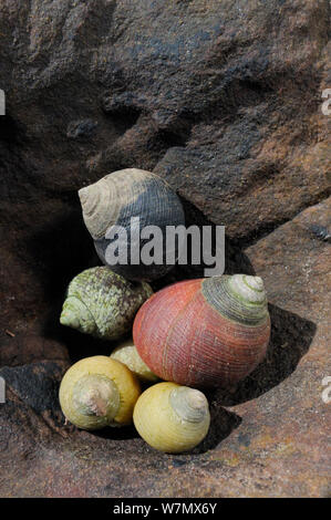 Gemeinsame strandschnecken (Littorina liitorea) entlang der gelben und braunen Grobe strandschnecken (Littorina Saxatilis) eingebettet in einer Felsspalte in Sandstein Felsen bei Ebbe, Crail, Pfeife, Juli Stockfoto