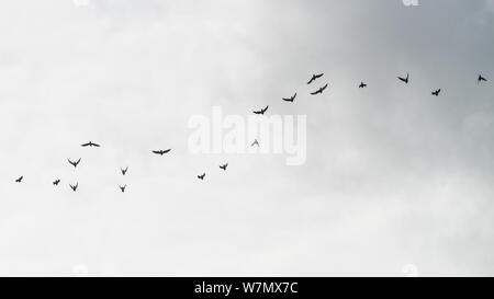 Ein Schuss von einer Herde wilder Tauben über einen grauen Himmel fliegen. Stockfoto