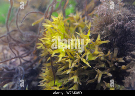 Grüne Form von Irish Moos/Carrageen (Chondrus crispus) wachsen in einem rockpool, North Berwick, East Lothian, Großbritannien, Juli. Stockfoto