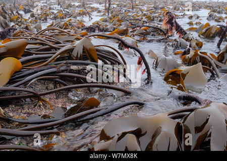 Dichtes Bett von Cuvie/Forest Kelp (Laminaria hyperborea) auf einer niedrigen Spring Tide, North Berwick ausgesetzt, East Lothian, Großbritannien, Juli Stockfoto